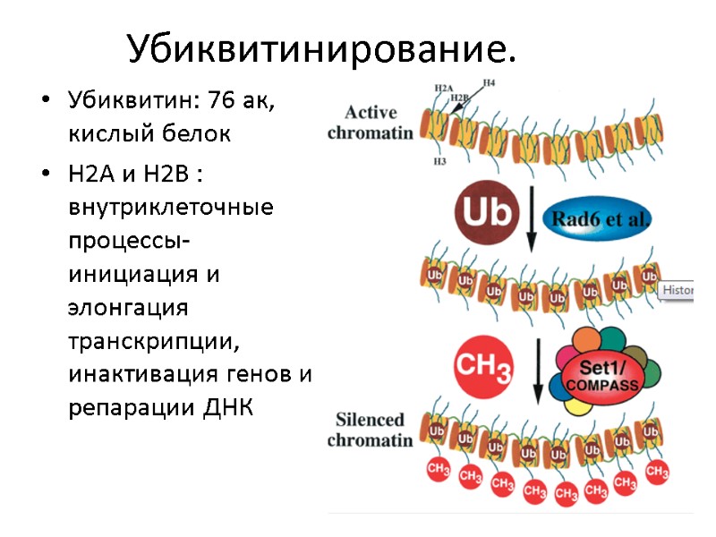 Убиквитинирование. Убиквитин: 76 ак, кислый белок H2A и H2B : внутриклеточные процессы- инициация и
